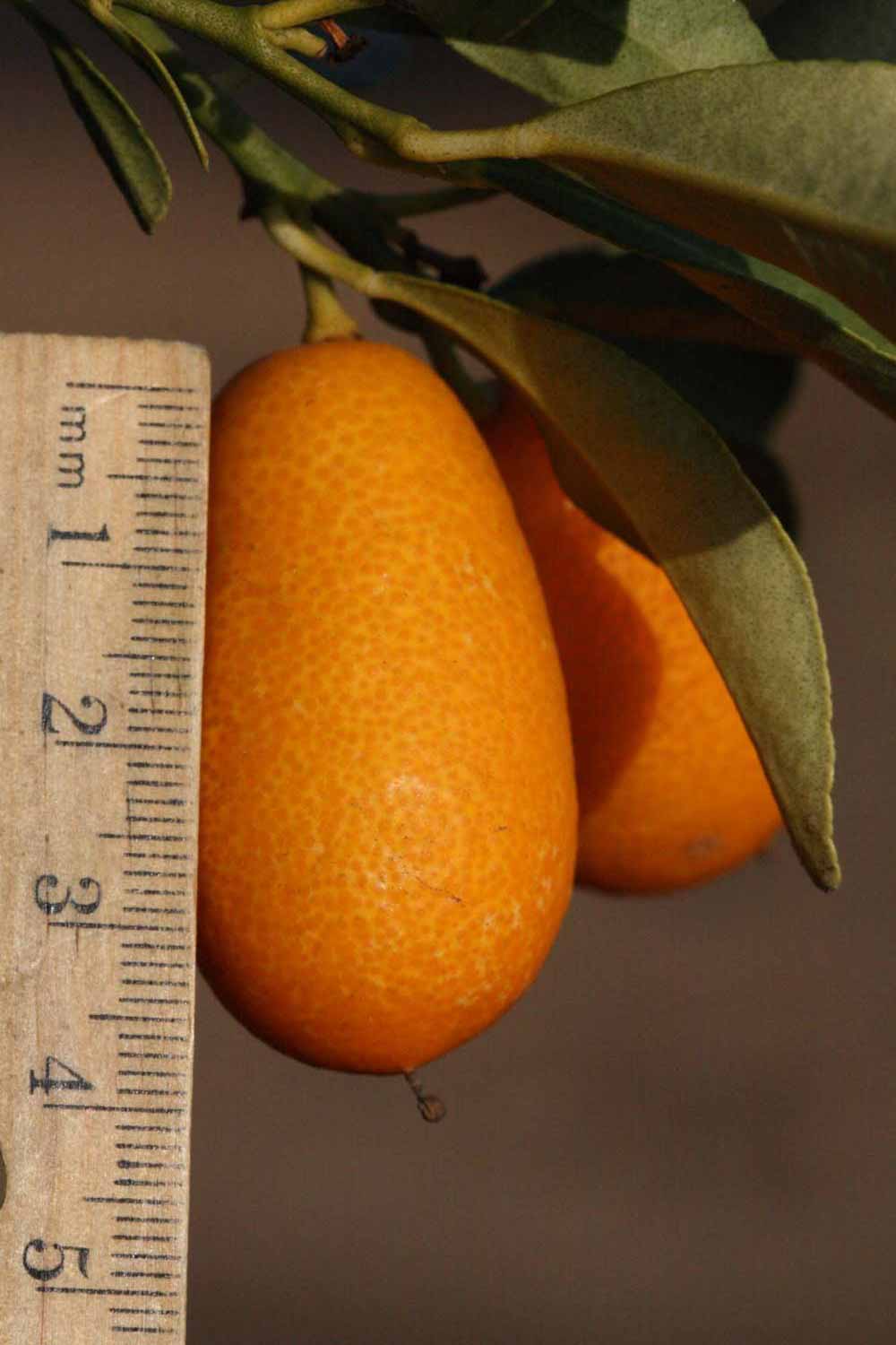              Fruit (Riverside, CA)       